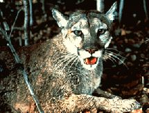 Florida 
Panther