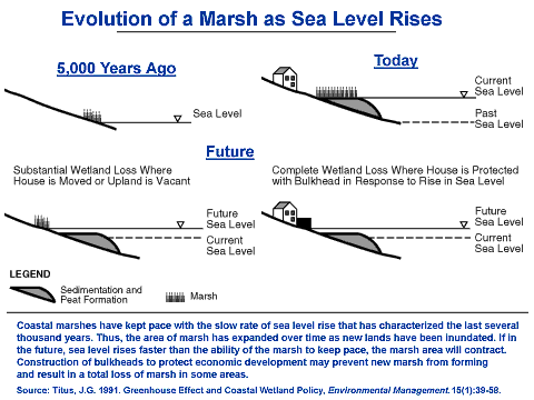 Evolution of a Marsh as Sea Level 
Rises