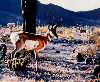 Sonoran Pronghorn